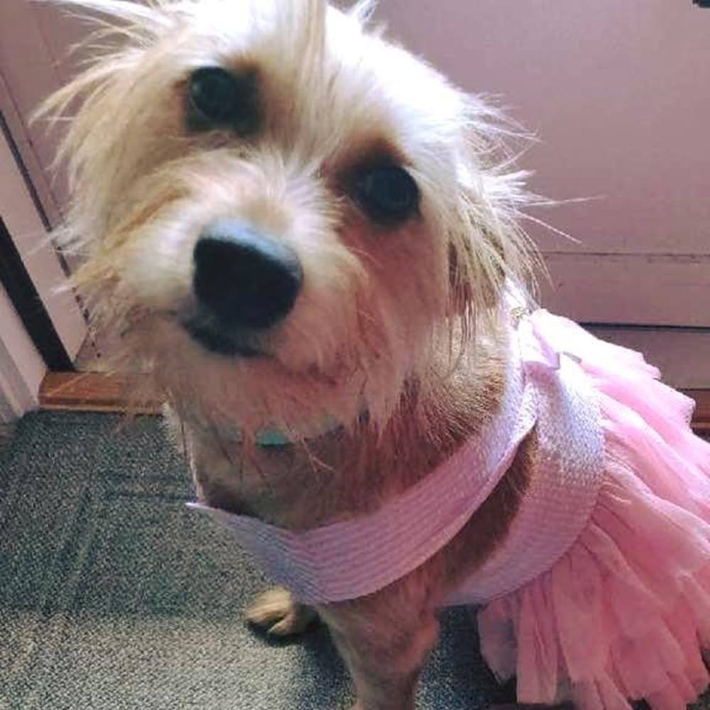 Meet your Posher, Tricia